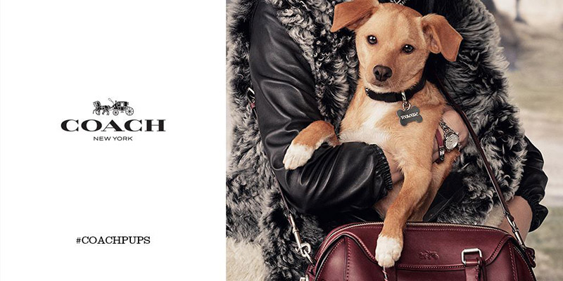 Coach adds two new pooches to its Coach Pups campaign