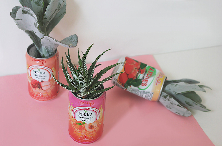 How-to: Can Can Cacti