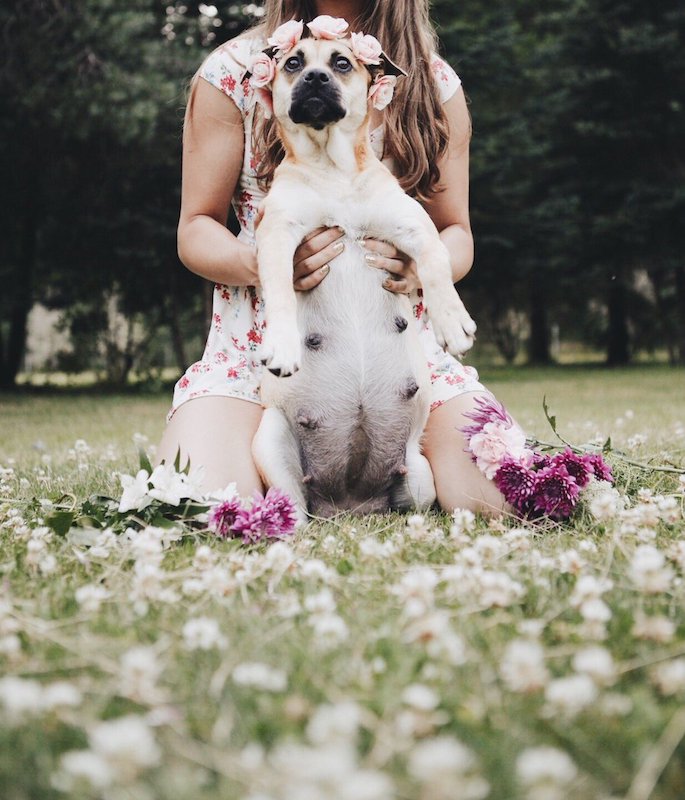 This dog’s pregnancy shoot is a work of art