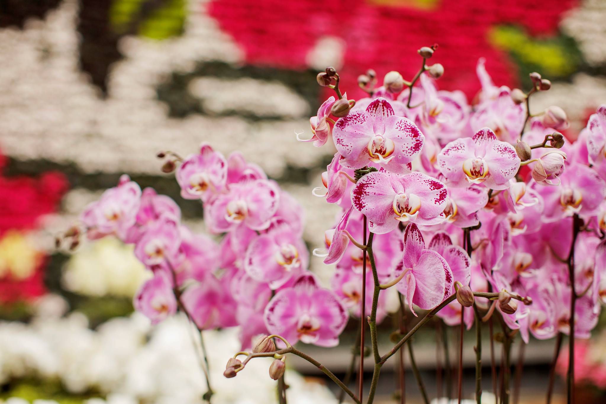The Royal Botanic Garden is giving away thousands of plants for $1
