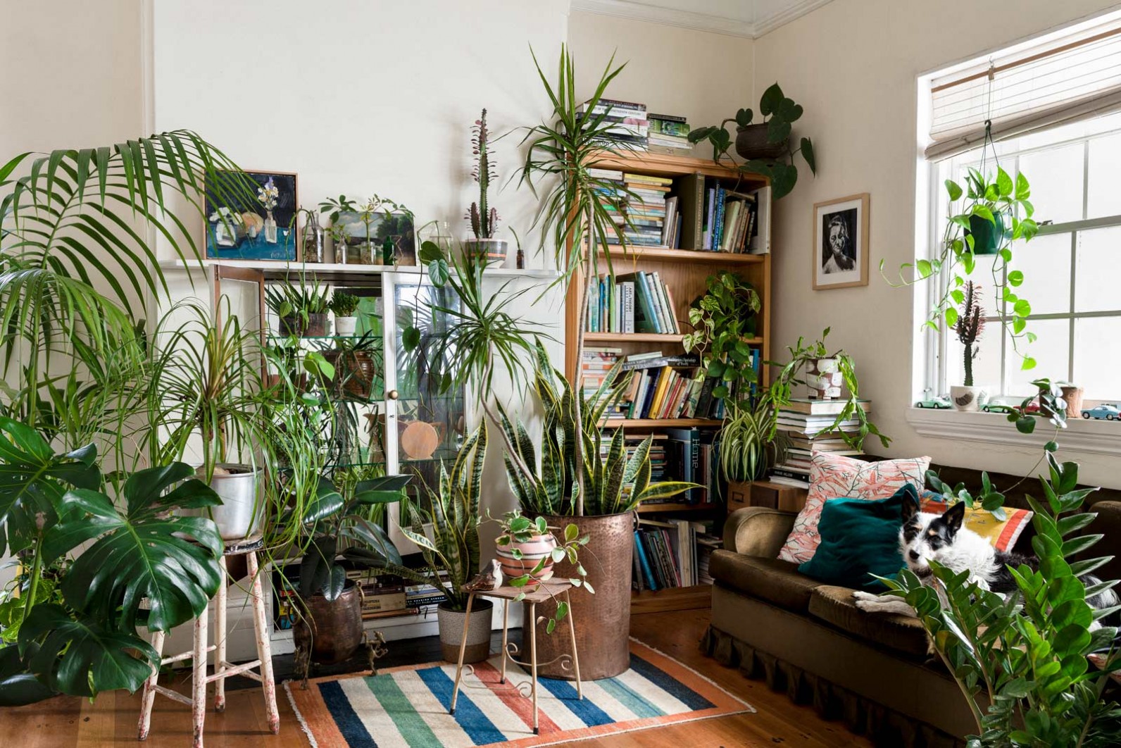 house plant in living room