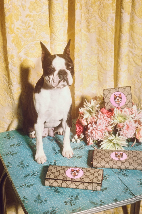 Gucci's 'Year of the Dog' campaign is here and it's fronted by