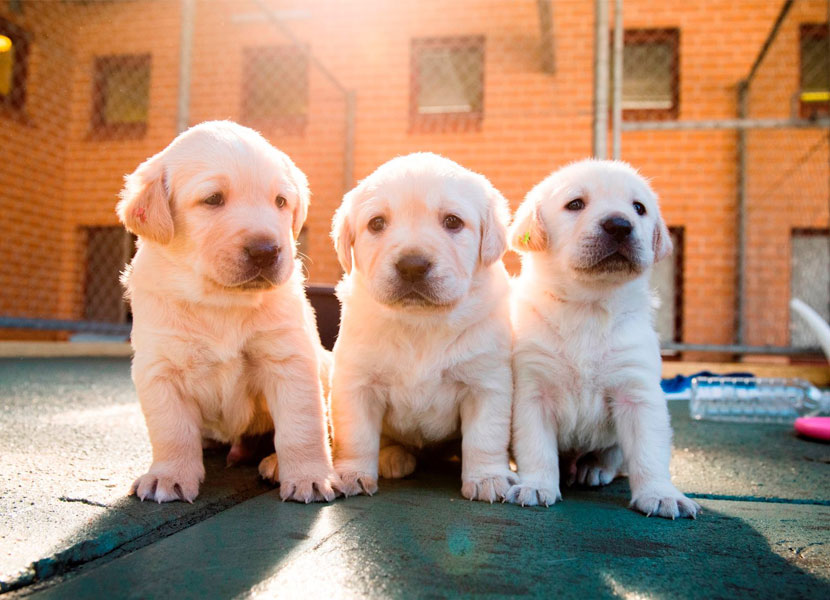 Guide Dogs Australia puppies