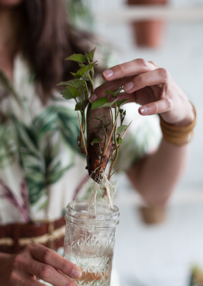 You can now take a course on making your houseplants love you