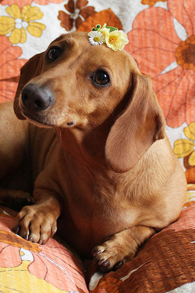 The world’s first museum dedicated to dachshunds is here
