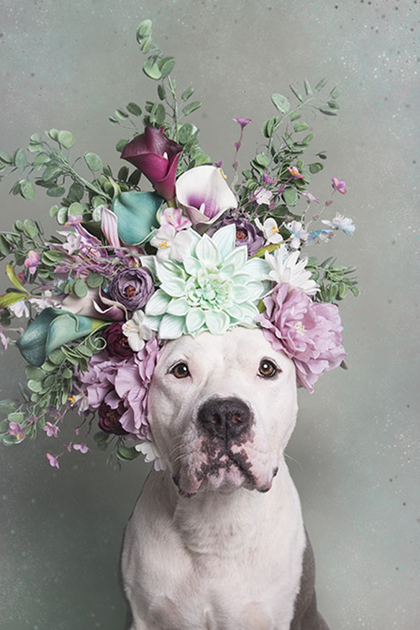 Pit bulls wearing flower crowns is the cutest thing you’ll see all day