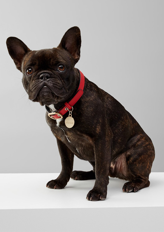 Mimco is launching a range of luxe collars for very good dogs