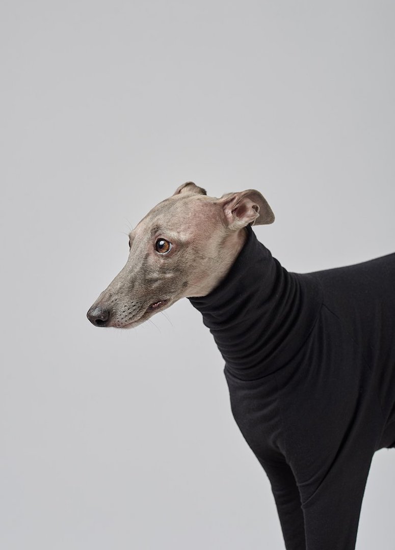 whippet coats for sale