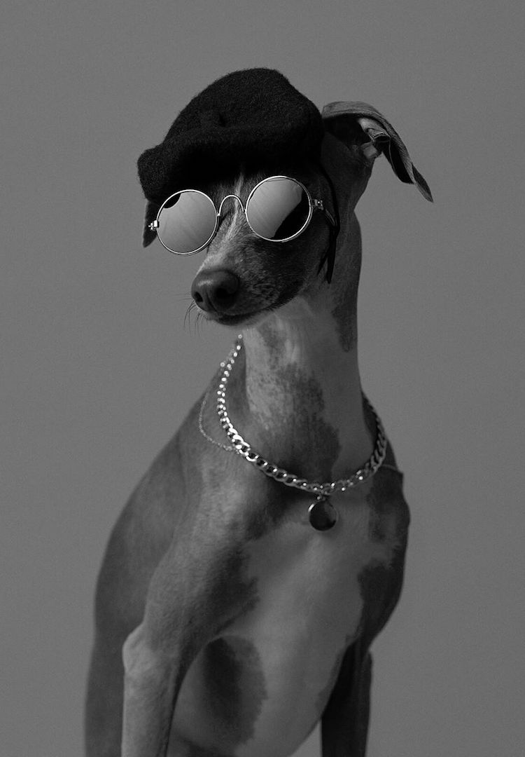 Dog Photog is hosting a ’90s glamour shoot for your pup