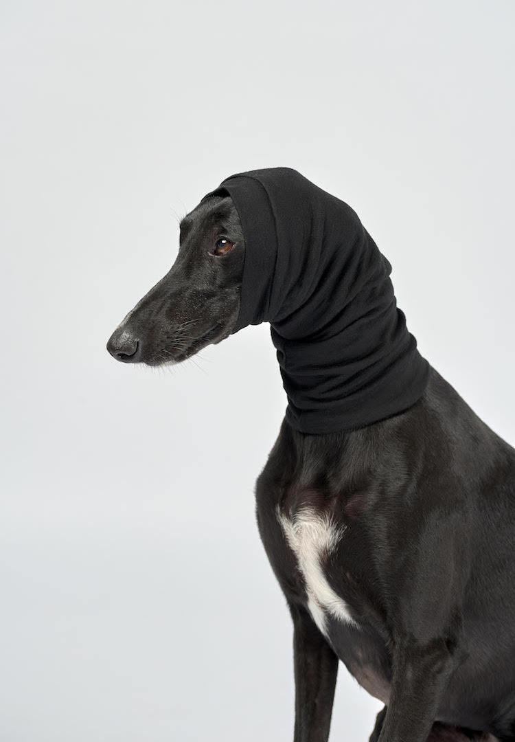 Get your dog winter-ready with a cosy snood - Fashion Journal