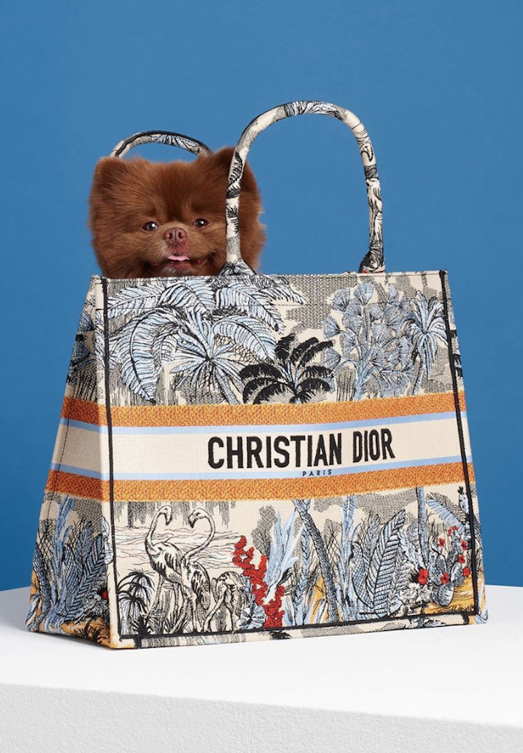 Bertram the Pomeranian just modelled designer bags for Paper Magazine