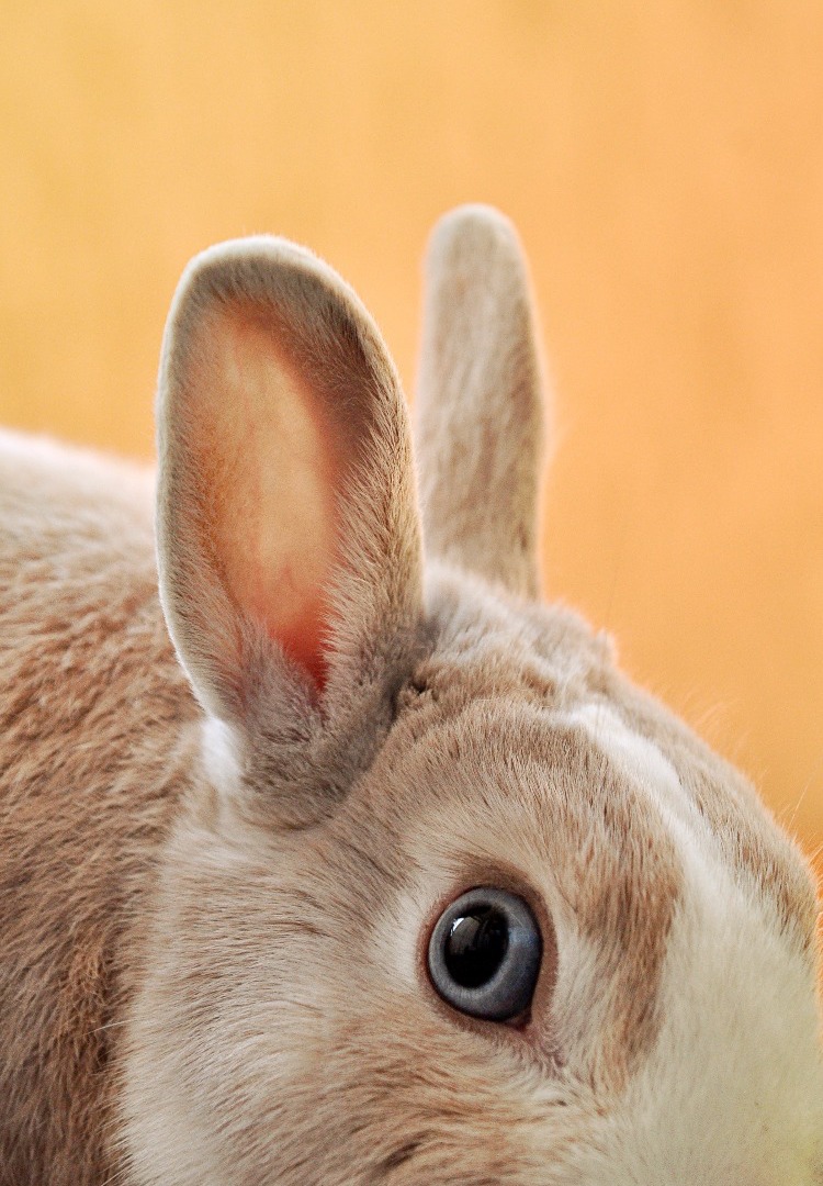 Why cruelty-free makeup is more complicated than it sounds
