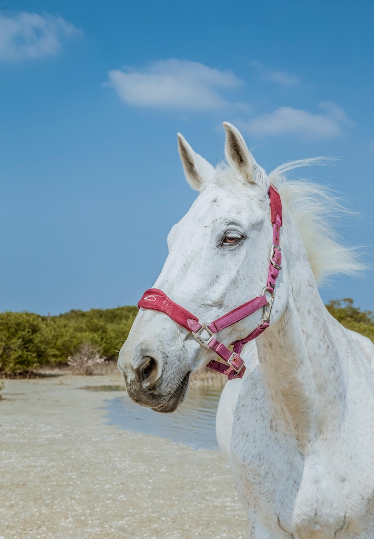 I tried equine therapy to see if it would improve my mental health