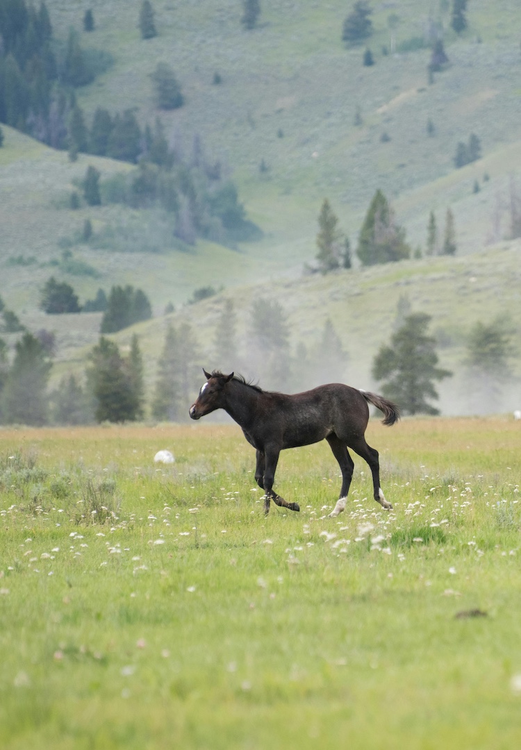 What to know about the year of the Fire Horse, ahead of Lunar New Year