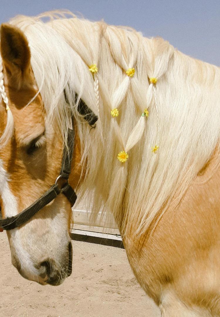 What to know about the year of the Fire Horse, ahead of Lunar New Year