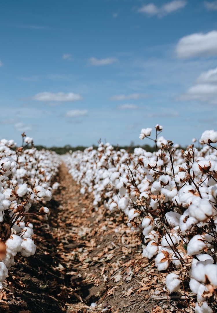 Your wardrobe begins on a farm: Exploring the local industry behind Australian cotton